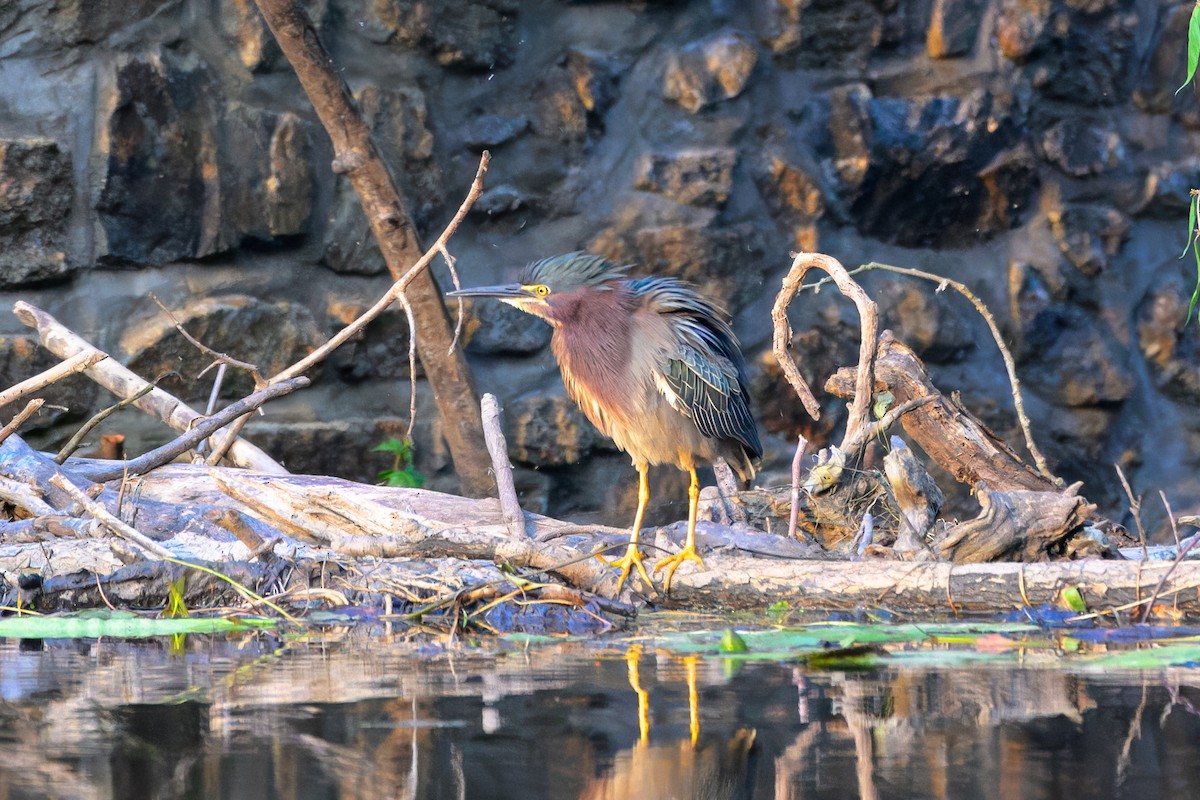 Green Heron - ML637536104