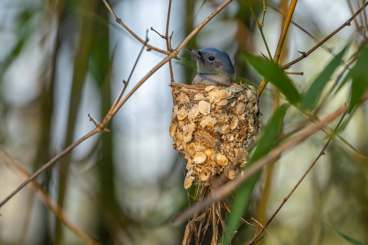 Black-naped Monarch - ML637536110