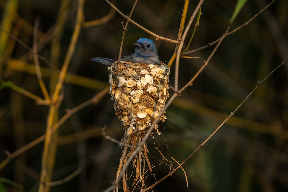 Black-naped Monarch - ML637536119