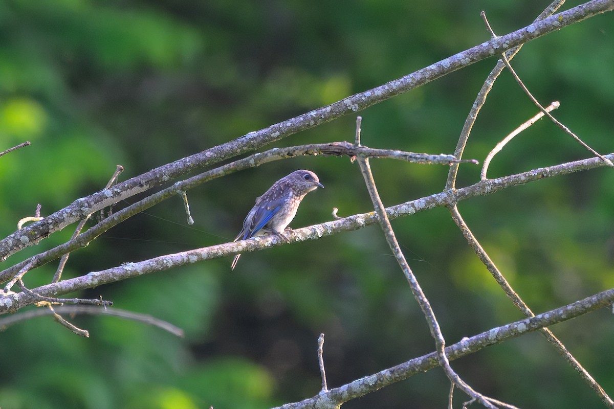 Eastern Bluebird - ML637536121