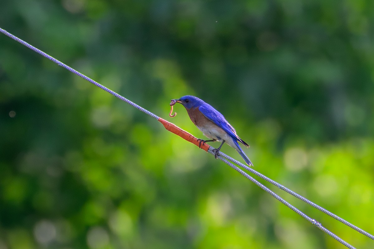 Eastern Bluebird - ML637536142
