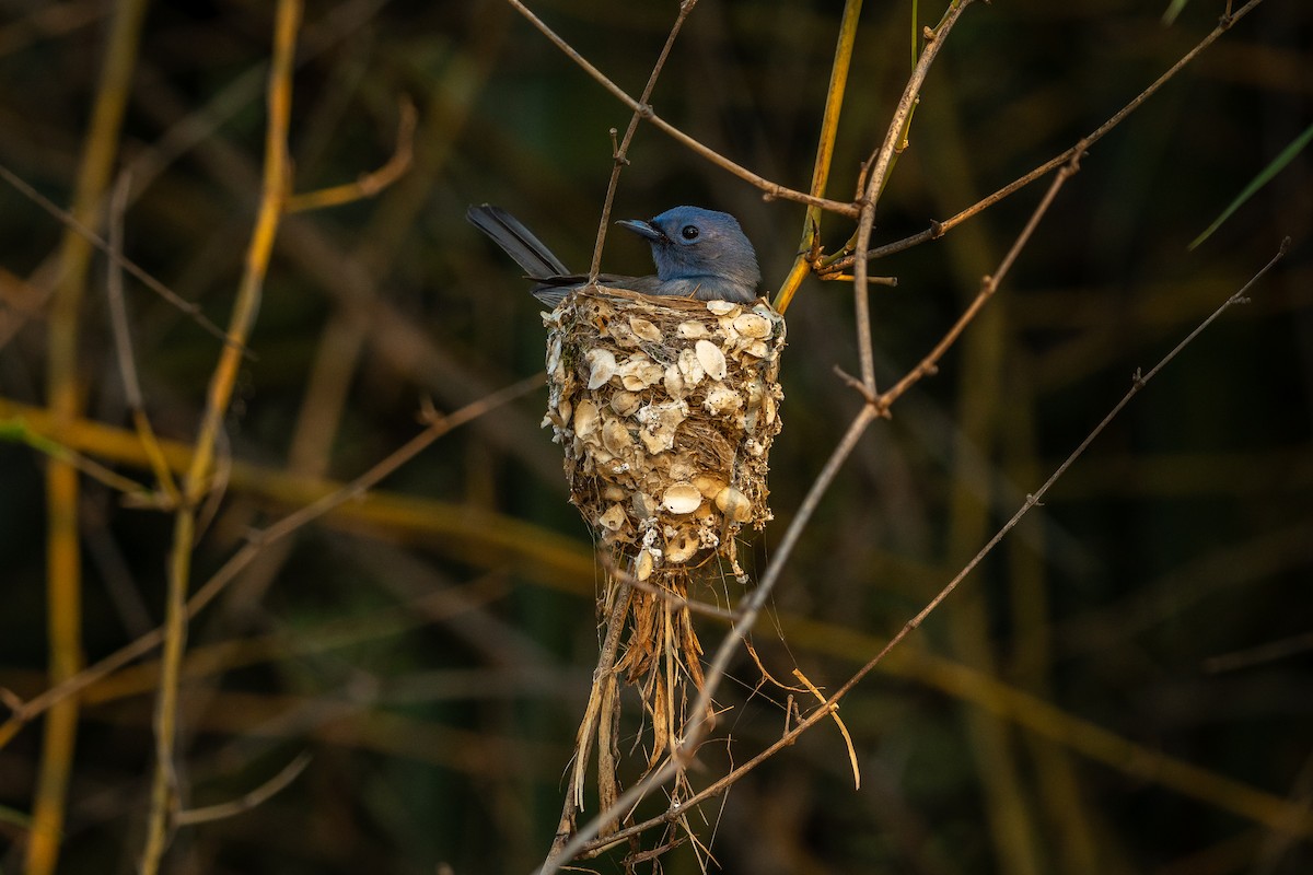 Black-naped Monarch - ML637536151
