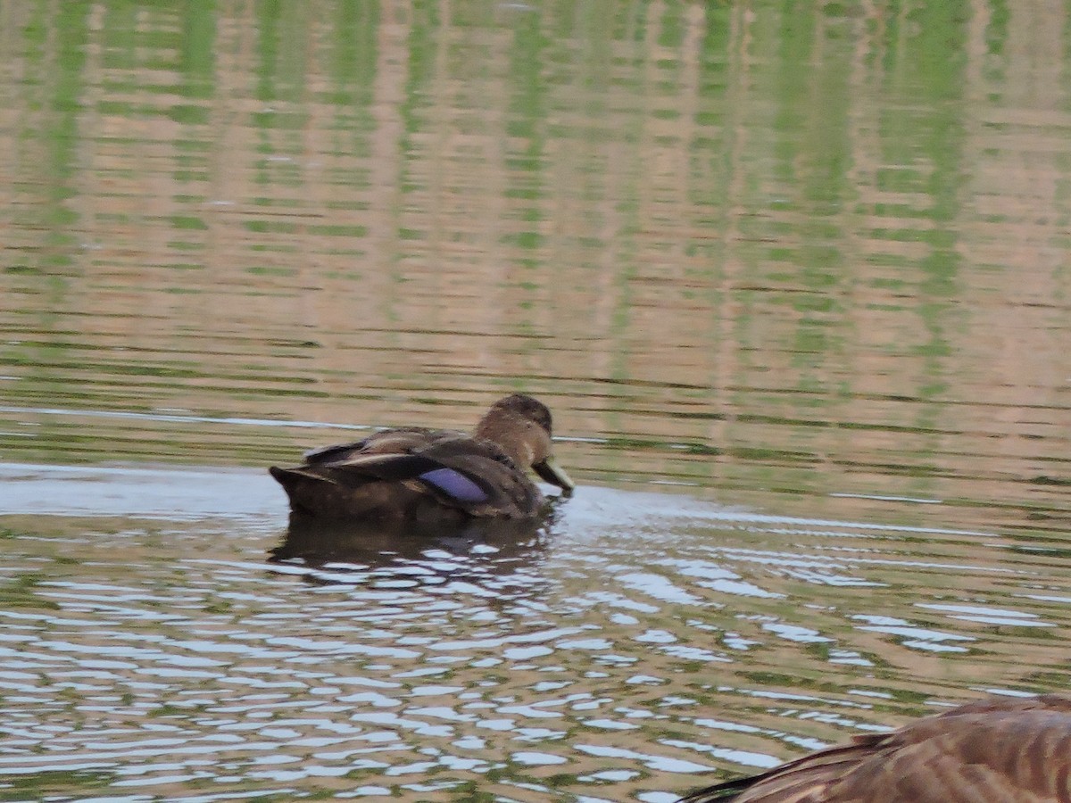 American Black Duck - ML637536152