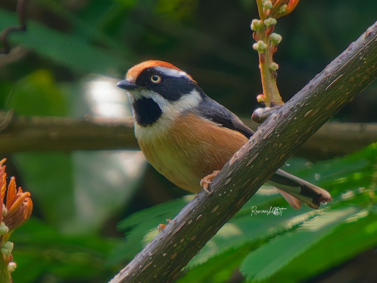 Black-throated Tit - ML637536163