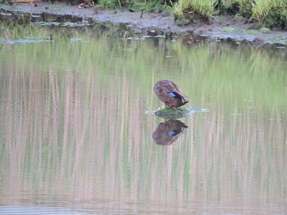 American Black Duck - ML637536185