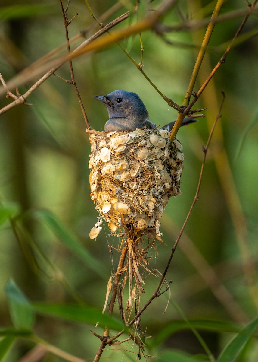 Black-naped Monarch - ML637536196