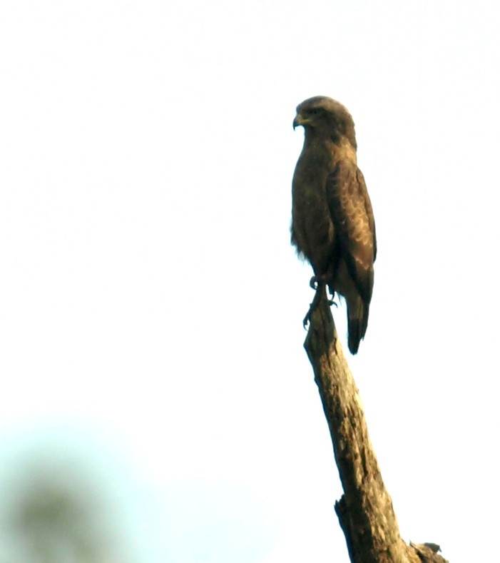 Western Banded Snake-Eagle - ML637536306
