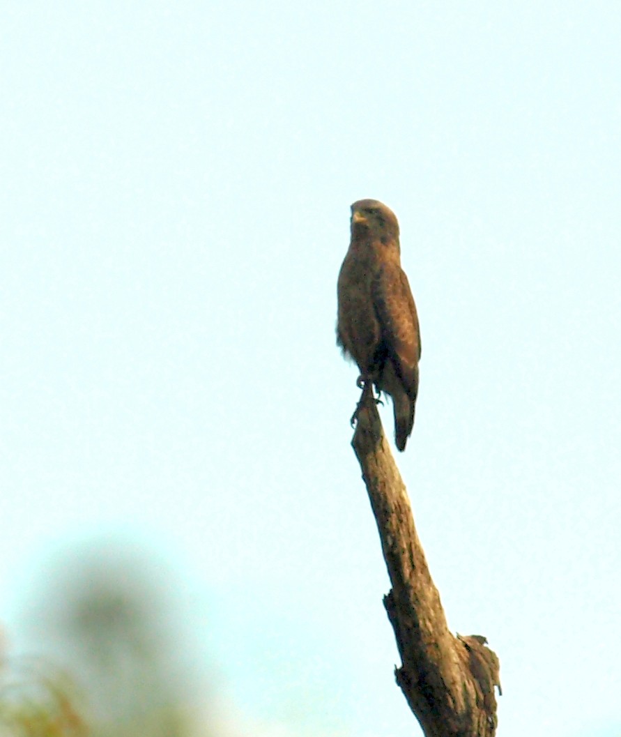 Western Banded Snake-Eagle - ML637536307