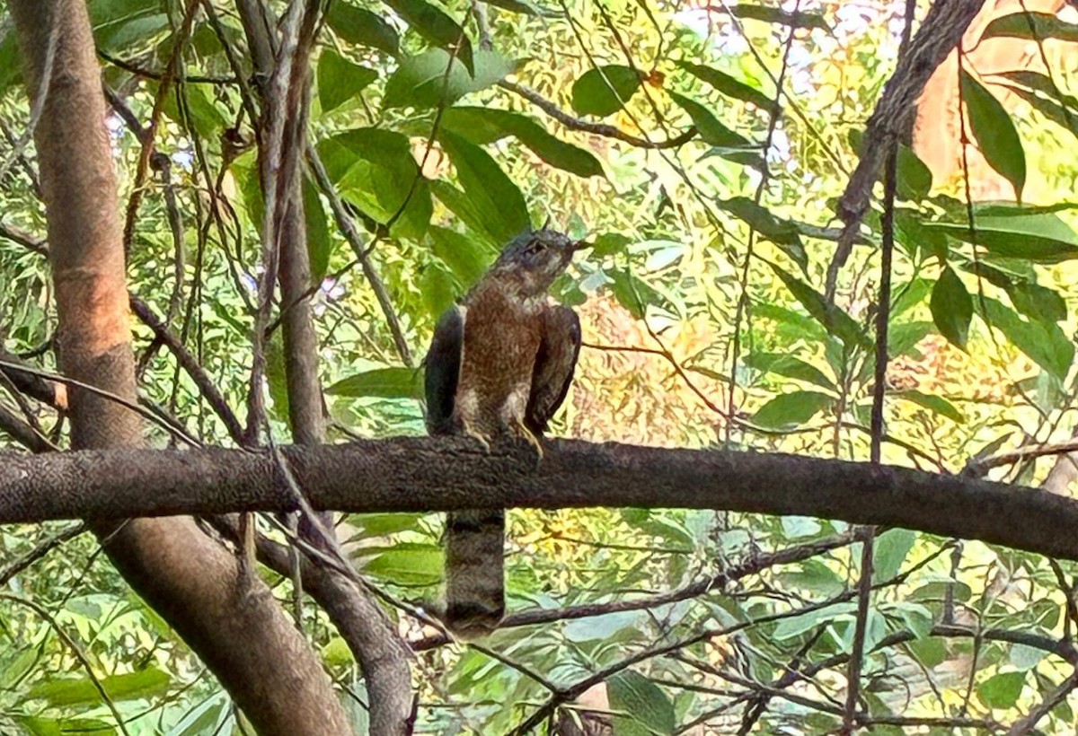 Common Hawk-Cuckoo - ML637536315