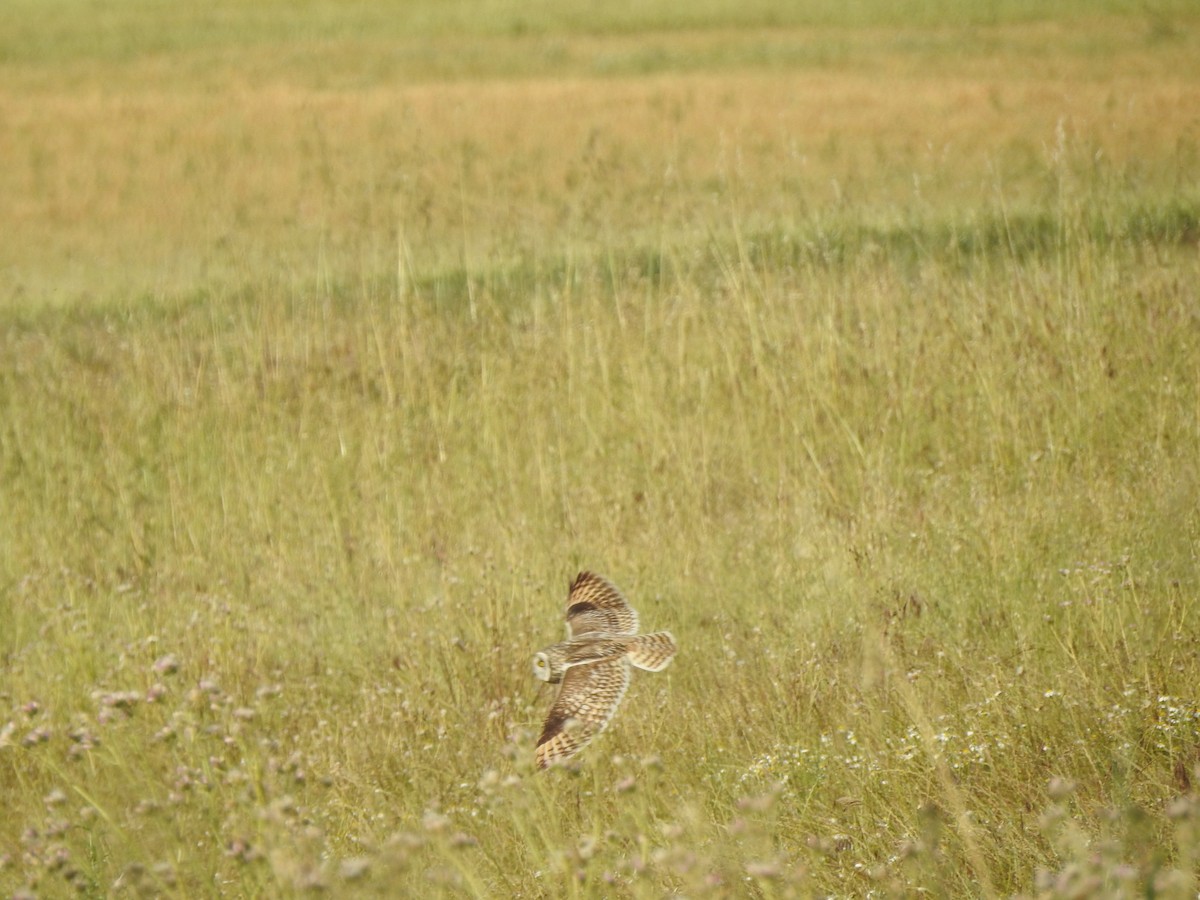 Short-eared Owl - ML637536336