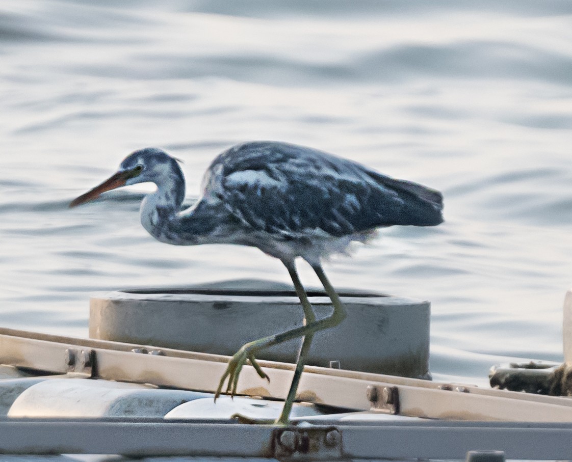 Western Reef-Heron - ML637536337