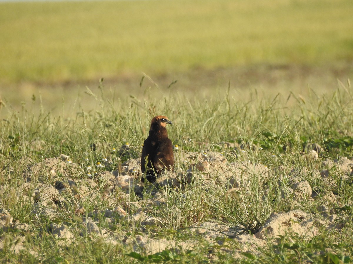 Western Marsh Harrier - ML637536366