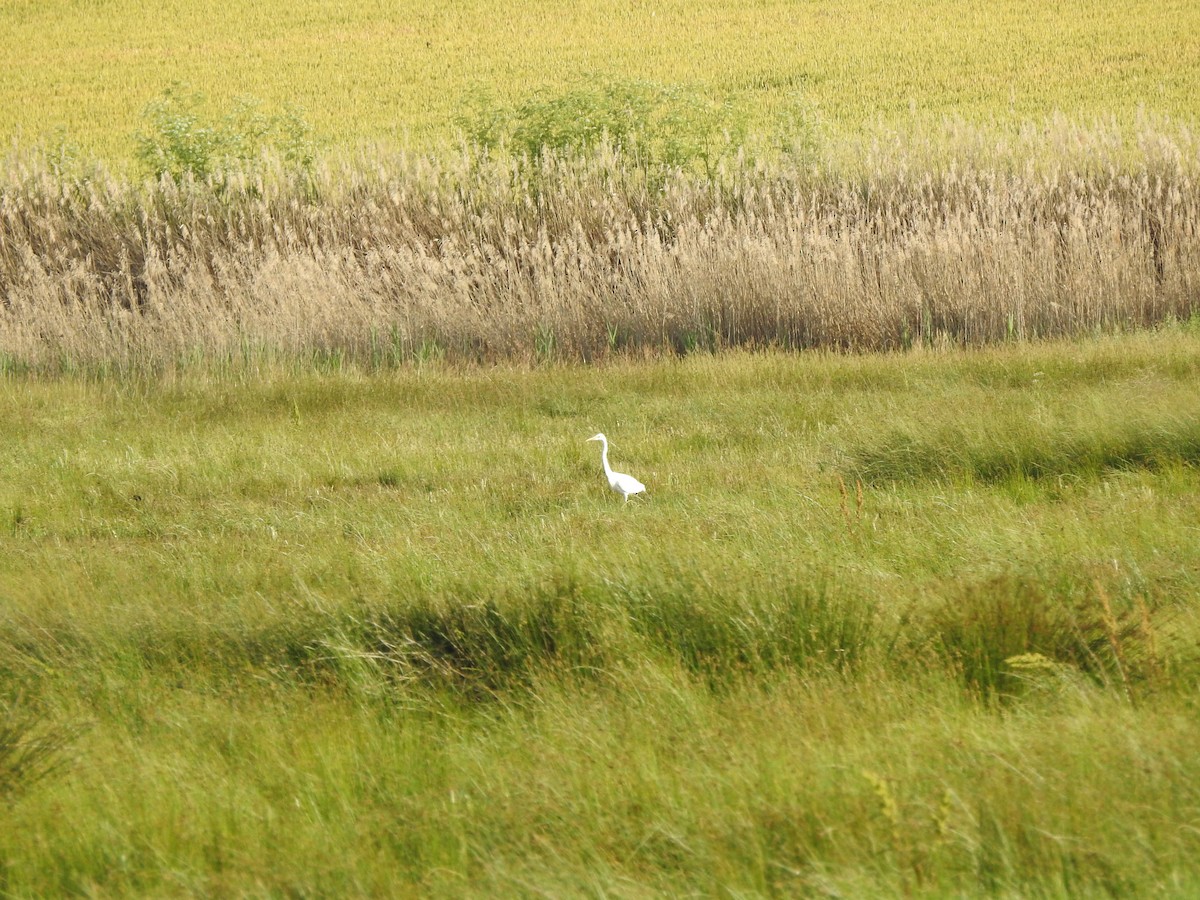 Great Egret - ML637536374