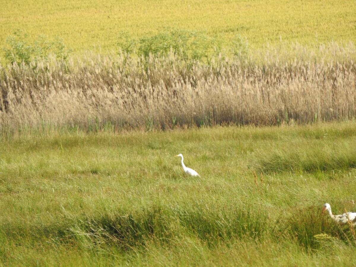 Great Egret - ML637536375