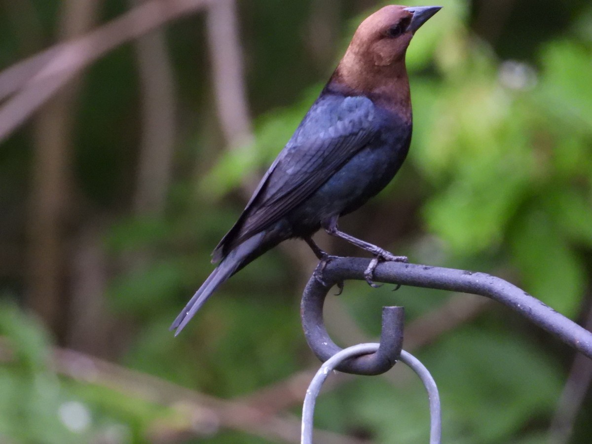 Brown-headed Cowbird - ML637536397