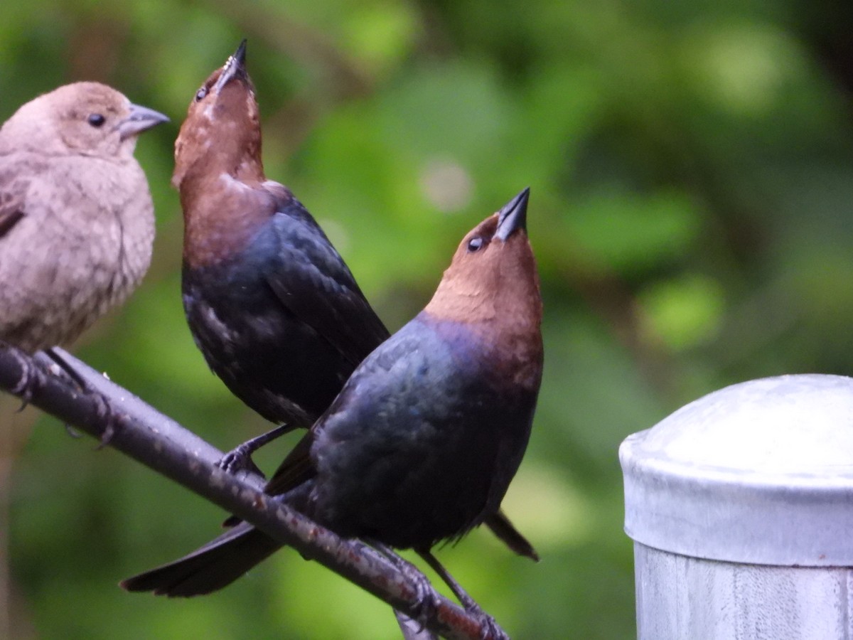 Brown-headed Cowbird - ML637536398