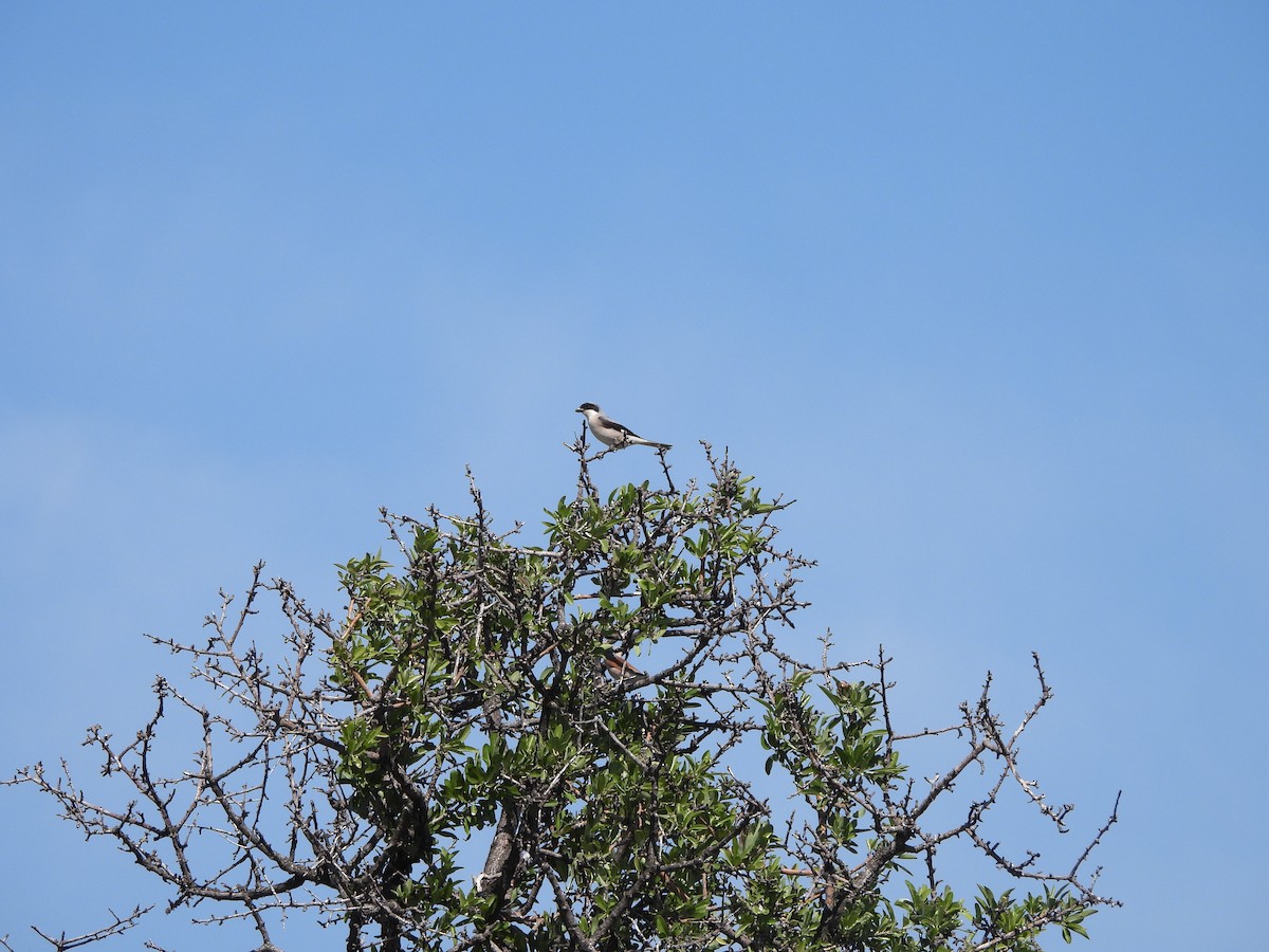 Lesser Gray Shrike - ML637536408