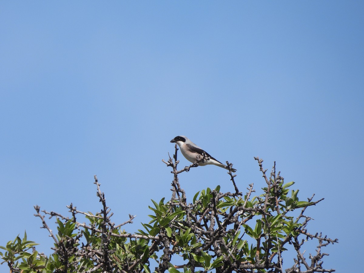 Lesser Gray Shrike - ML637536410