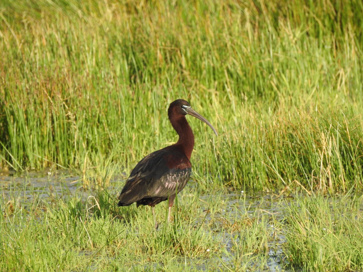Glossy Ibis - ML637536412