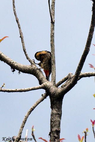 Darjeeling Woodpecker - ML637536425
