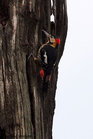 Darjeeling Woodpecker - ML637536426