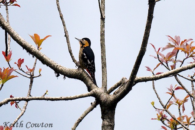 Darjeeling Woodpecker - ML637536427