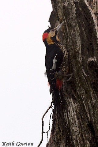 Darjeeling Woodpecker - ML637536428