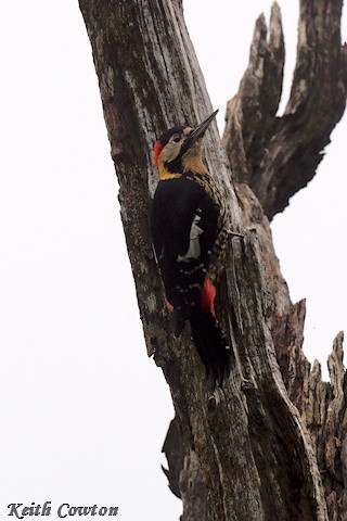 Darjeeling Woodpecker - ML637536430