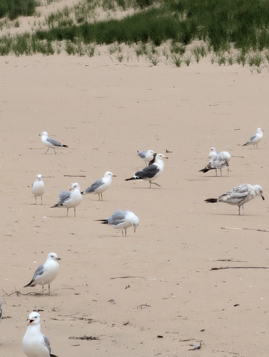 Lesser Black-backed Gull - ML637536554