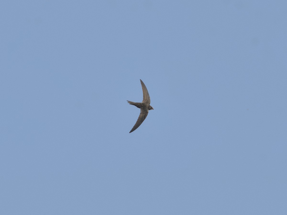 Common Swift - ML637536558