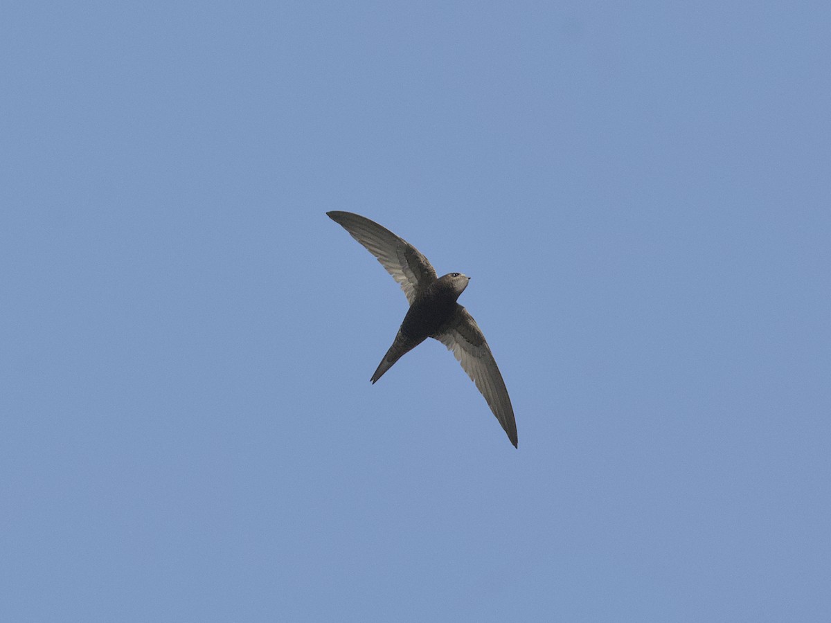 Common Swift - ML637536559