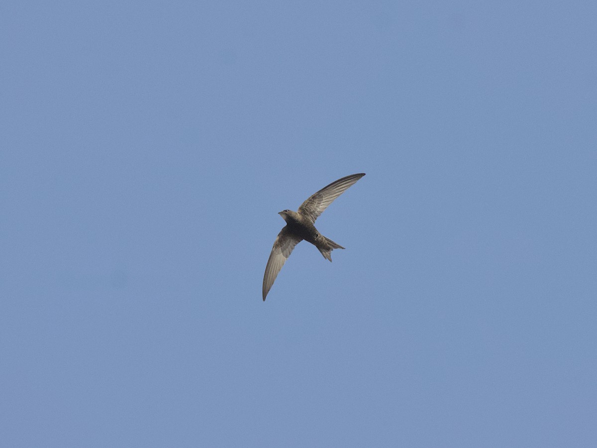 Common Swift - ML637536560