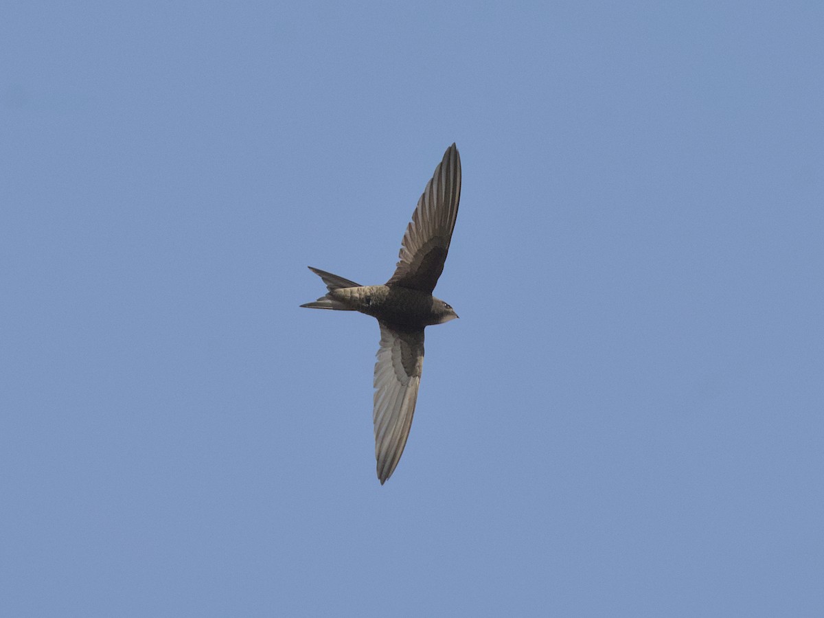 Common Swift - ML637536561
