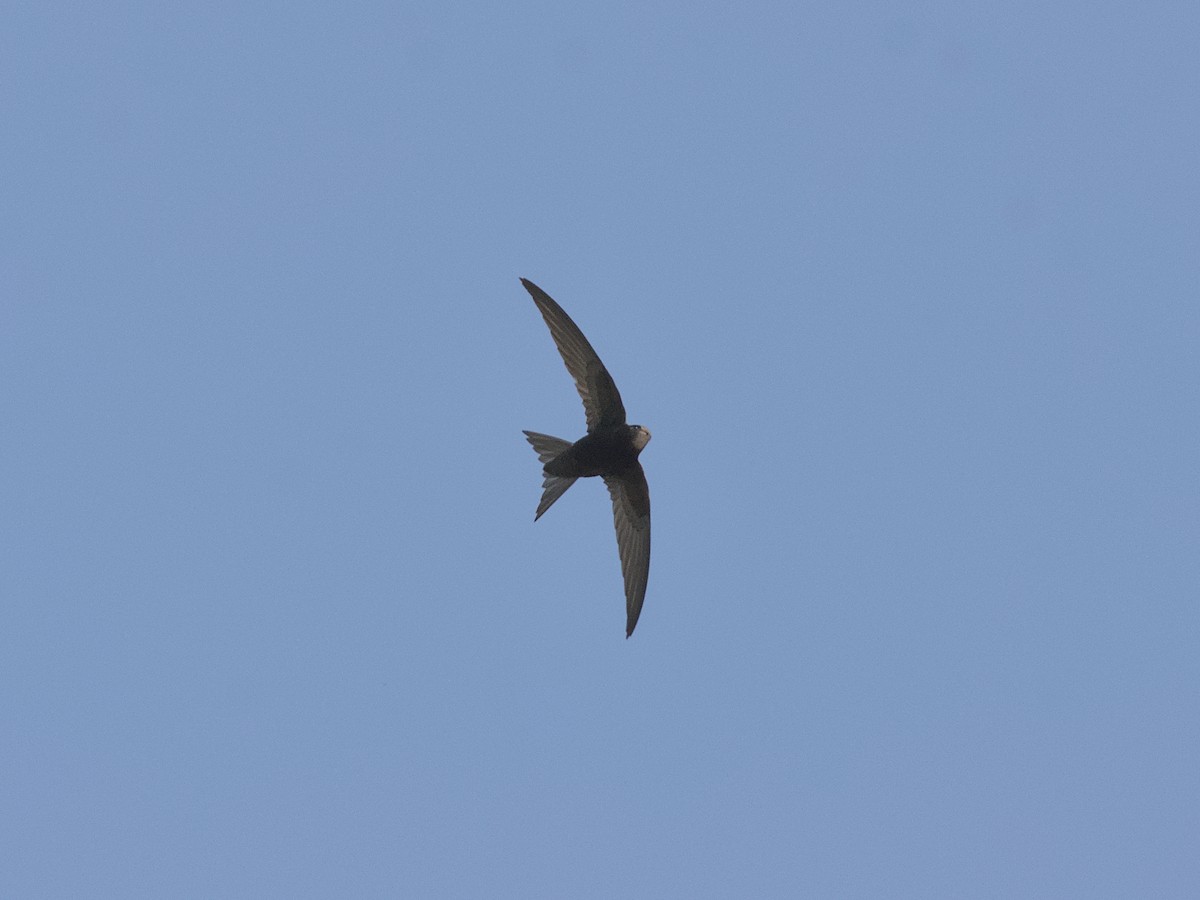 Common Swift - ML637536563