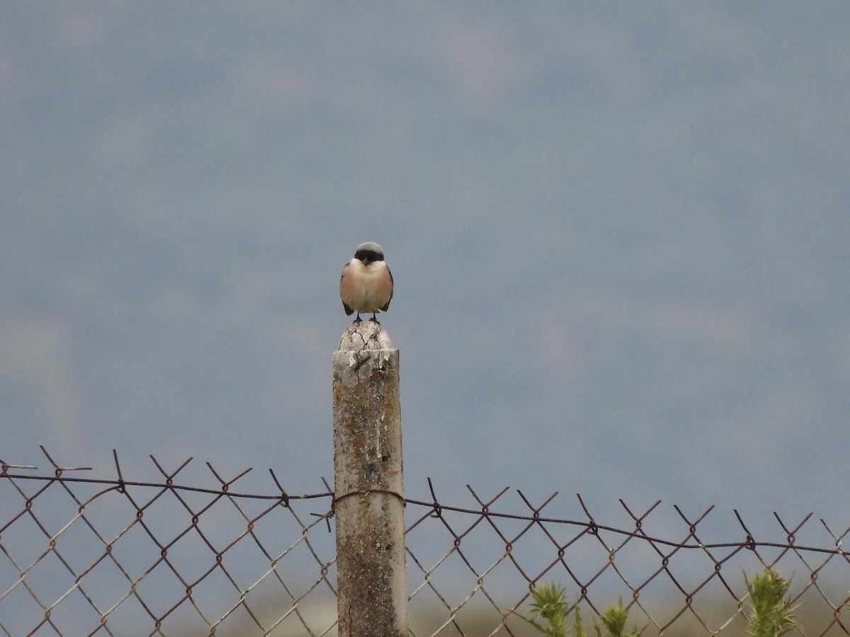 Lesser Gray Shrike - ML637536566