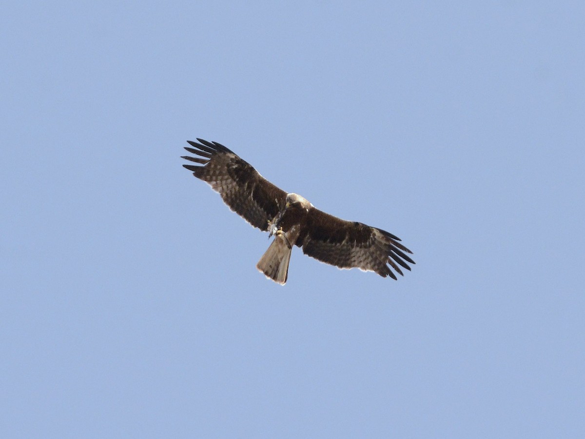 Booted Eagle - ML637536567