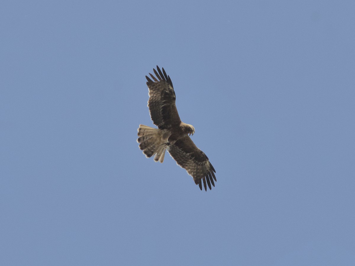 Booted Eagle - ML637536568