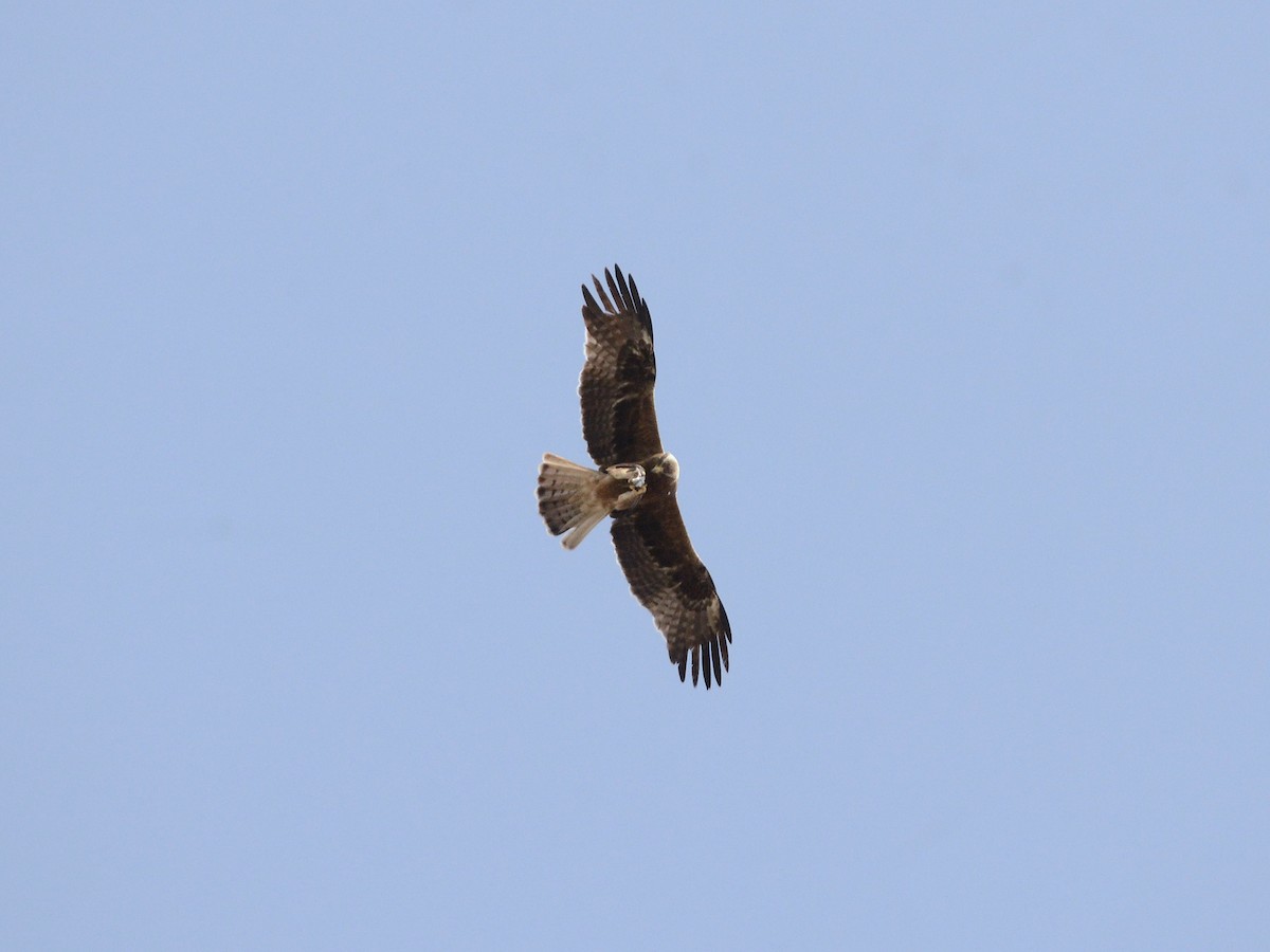Booted Eagle - ML637536574
