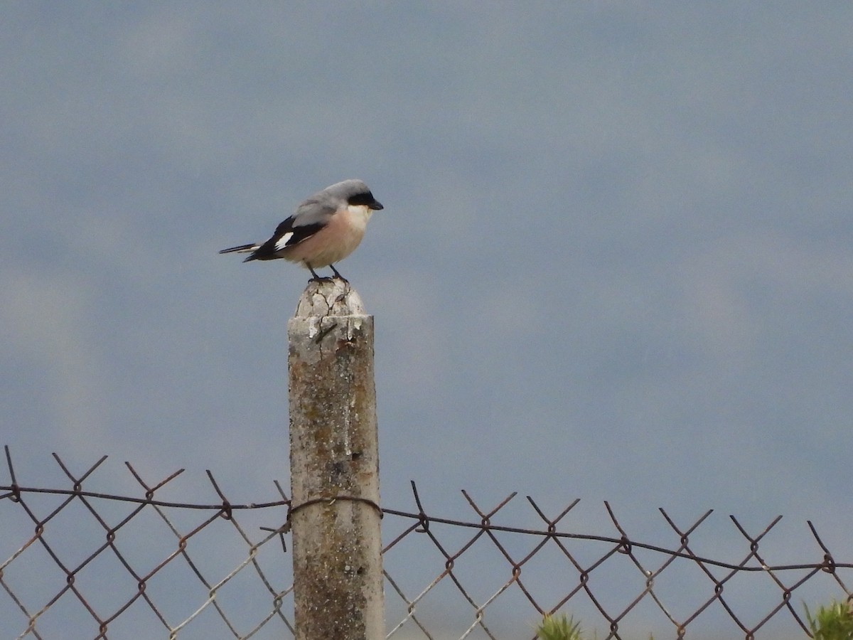 Lesser Gray Shrike - ML637536593