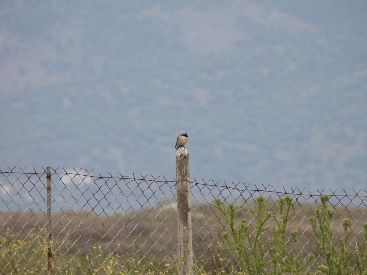 Lesser Gray Shrike - ML637536594