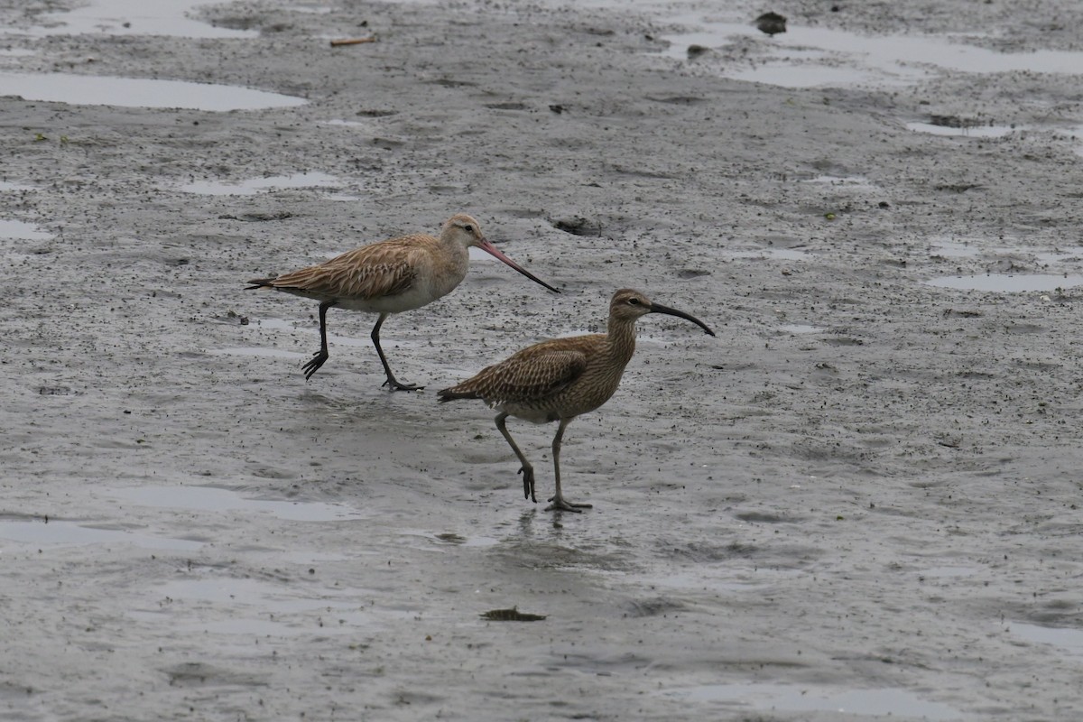Bar-tailed Godwit - ML637536598