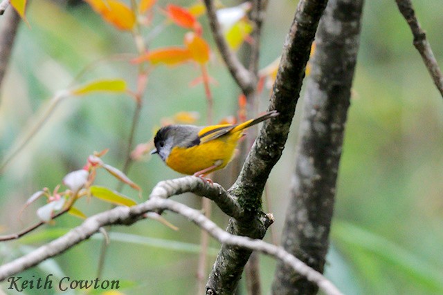 Golden-breasted Fulvetta - ML637536605