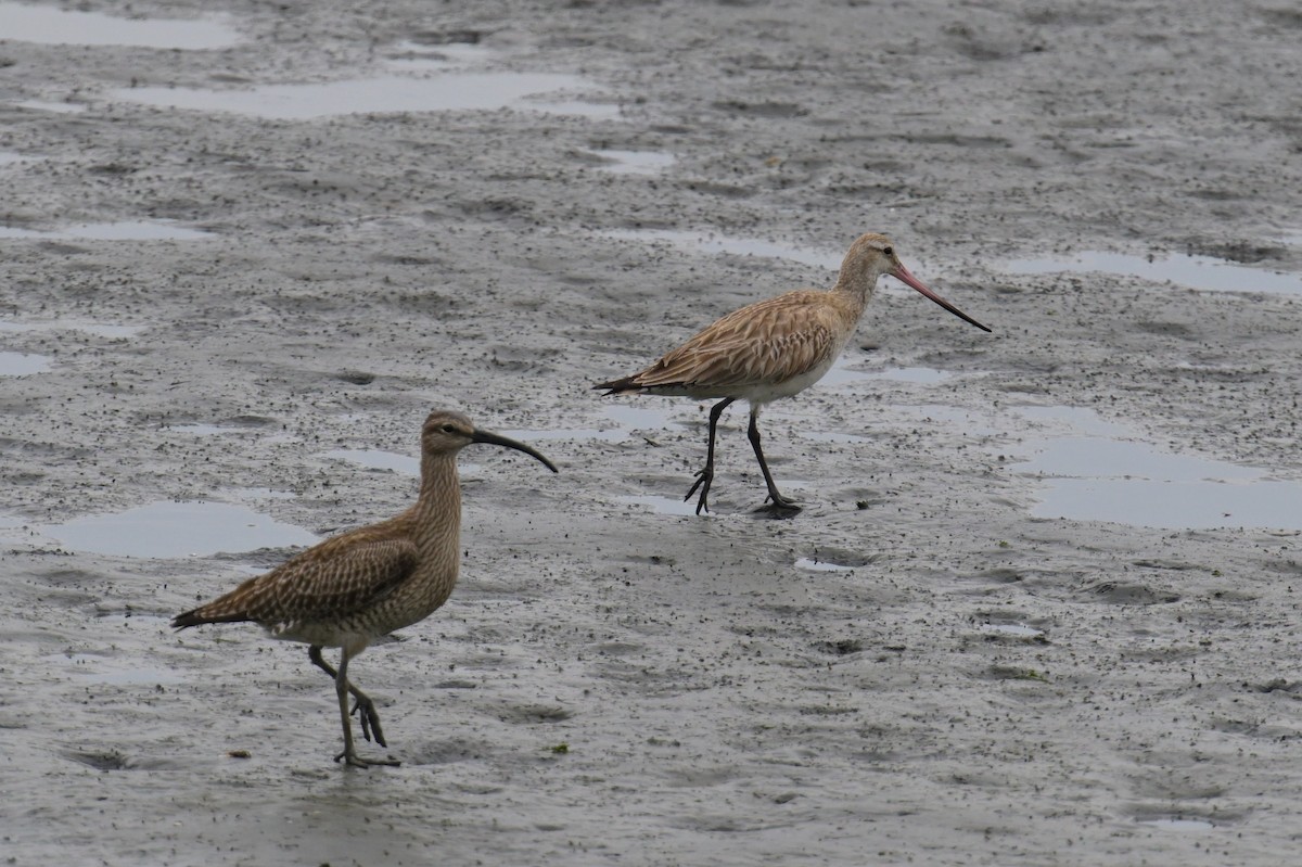 Bar-tailed Godwit - ML637536611