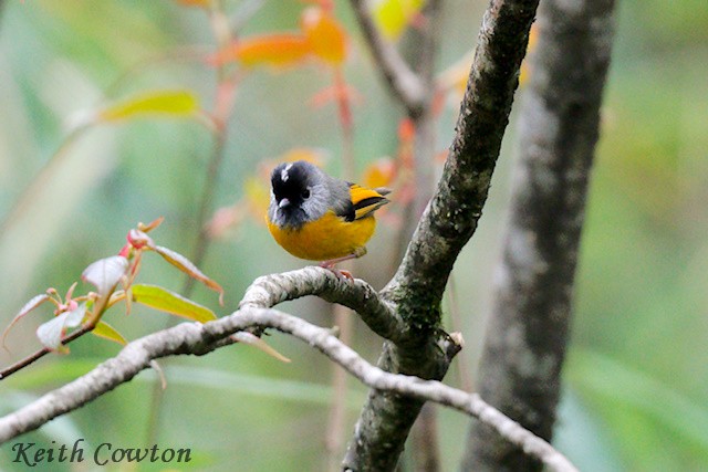 Golden-breasted Fulvetta - ML637536614