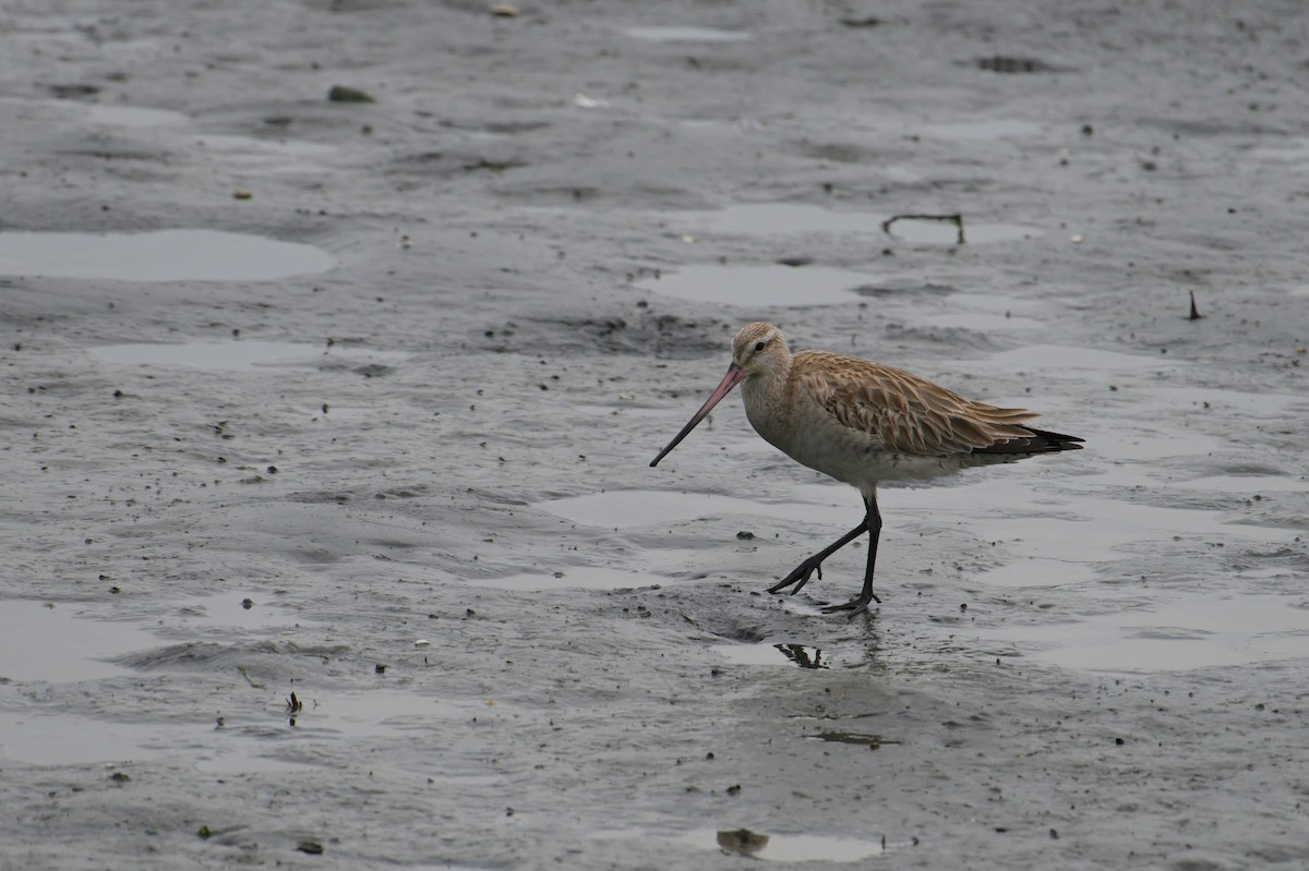 Bar-tailed Godwit - ML637536615