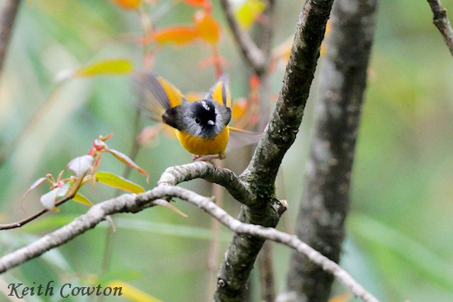 Golden-breasted Fulvetta - ML637536628