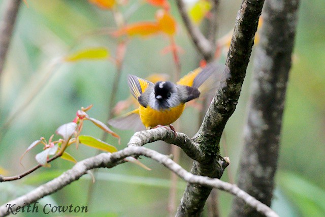Golden-breasted Fulvetta - ML637536629