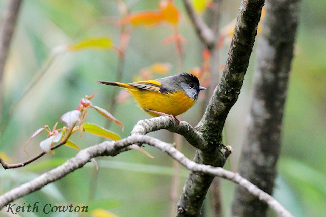 Golden-breasted Fulvetta - ML637536630