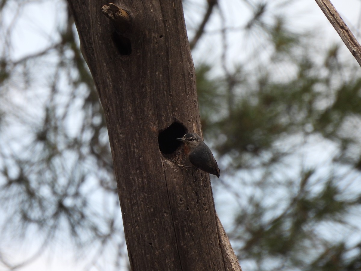 Krüper's Nuthatch - ML637536635