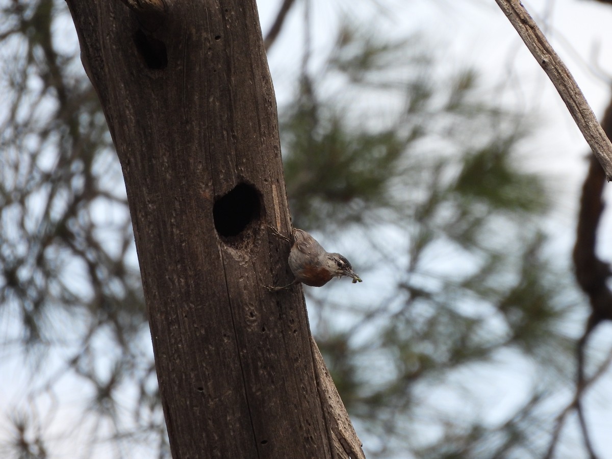 Krüper's Nuthatch - ML637536636